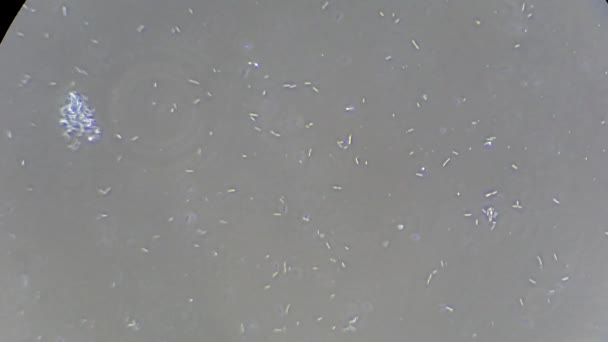 Живые бактерии под микроскопом — стоковое видео