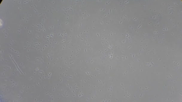 Bactéries vivantes au microscope — Video