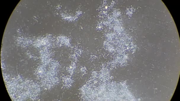 Bacterias vivas bajo microscopio — Vídeos de Stock