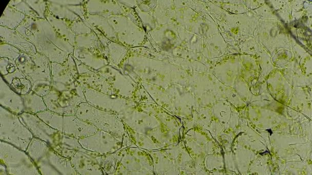Green chloroplasts in plant cells under microscope — Stock Video