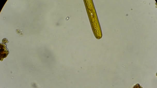 Algas vivas de diatomeas bajo microscopio — Vídeo de stock