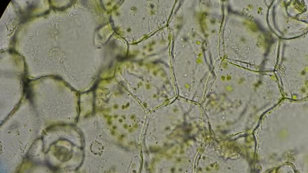 Chloroplastes dans les cellules végétales au microscope — Video