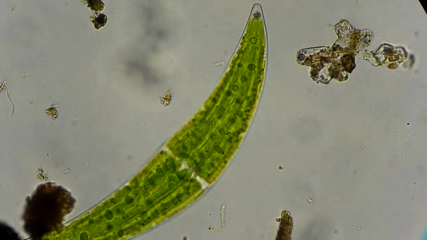 顕微鏡下でミカヅキモ藻類 — ストック動画