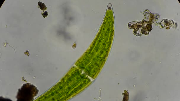Closterium alger under Mikroskop — Stockvideo