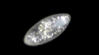mikroskop altında phytologia