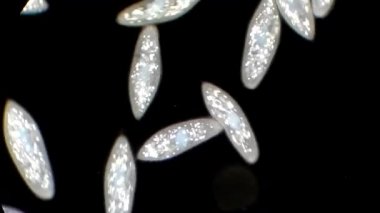 mikroskop altında phytologia