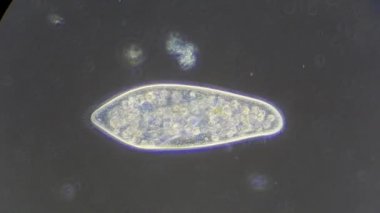 mikroskop altında phytologia