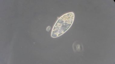 mikroskop altında phytologia