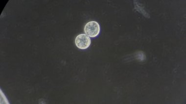 mikroskop altında phytologia