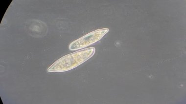 mikroskop altında phytologia