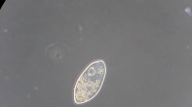 mikroskop altında phytologia