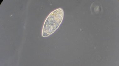 mikroskop altında phytologia
