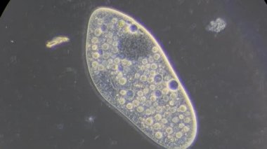 mikroskop altında phytologia