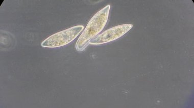 mikroskop altında phytologia