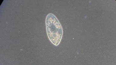 mikroskop altında phytologia