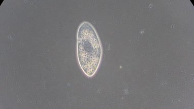 mikroskop altında phytologia