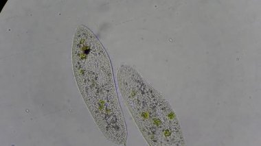 mikroskop altında phytologia