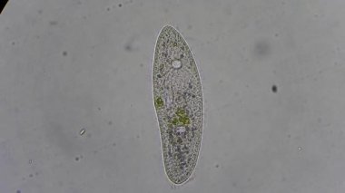 mikroskop altında phytologia