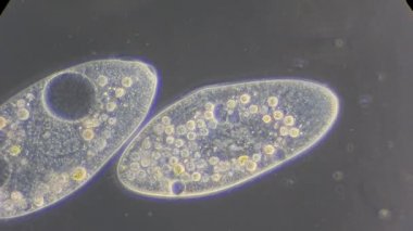 mikroskop altında phytologia