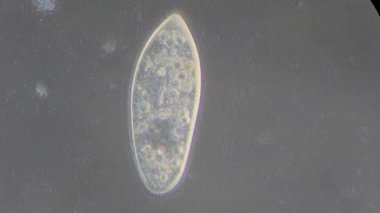 mikroskop altında phytologia