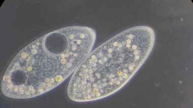 mikroskop altında phytologia