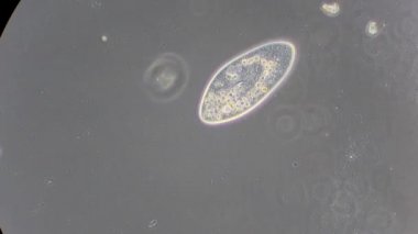 mikroskop altında phytologia