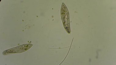 mikroskop altında phytologia