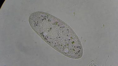 mikroskop altında phytologia