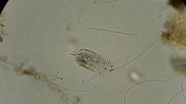 mikroskop altında phytologia