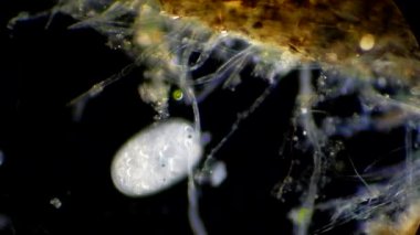 mikroskop altında phytologia