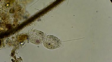 mikroskop altında phytologia