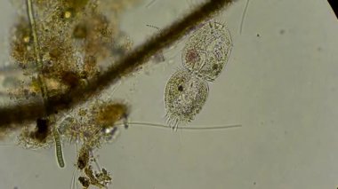 mikroskop altında phytologia