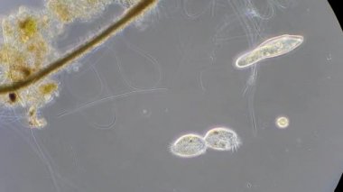 mikroskop altında phytologia