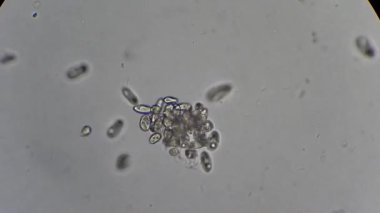 mikroskop altında phytologia