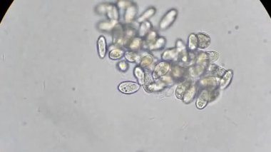 mikroskop altında phytologia