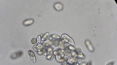 mikroskop altında phytologia