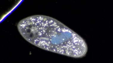 mikroskop altında phytologia