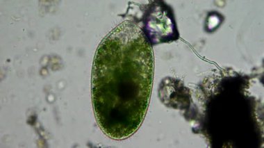 mikroskop altında phytologia