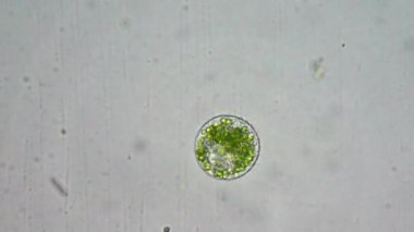 mikroskop altında phytologia
