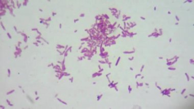 bakterilerin mikroskop altında