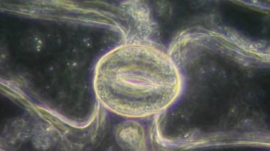 bitki hücreleri, stoma ve kloroplast mikroskop altında yaşamak