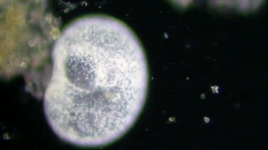 mikroskop altında canlı bir selled phytologia