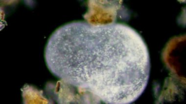 mikroskop altında canlı bir selled phytologia