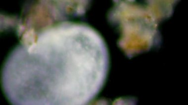 mikroskop altında canlı bir selled phytologia