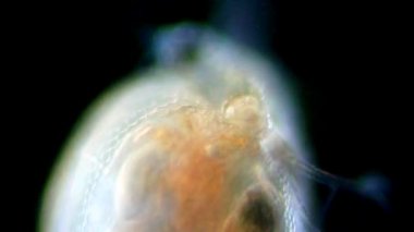 Daphnia mikroskop altında