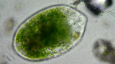 mikroskop altında canlı bir selled phytologia