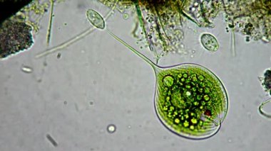 mikroskop altında su damla hayatta