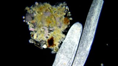 mikroskop altında canlı bir selled phytologia