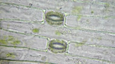 bitki hücreleri yeşil kloroplast ve stoma mikroskop altında