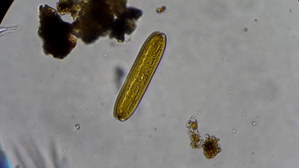 Algas diatomeas bajo el microscopio — Vídeos de Stock